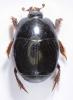 Hypocaccus rugifrons